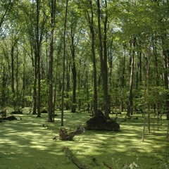Green Swamp (Rest In Pierce & Mystic Grizzly VIP)