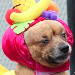 Third Show: Cool Neighbor