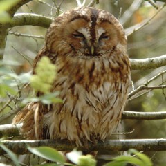 Tawny Owl Singing, Call And Young Call