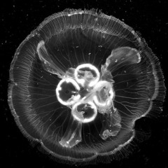 Mushroom Dive