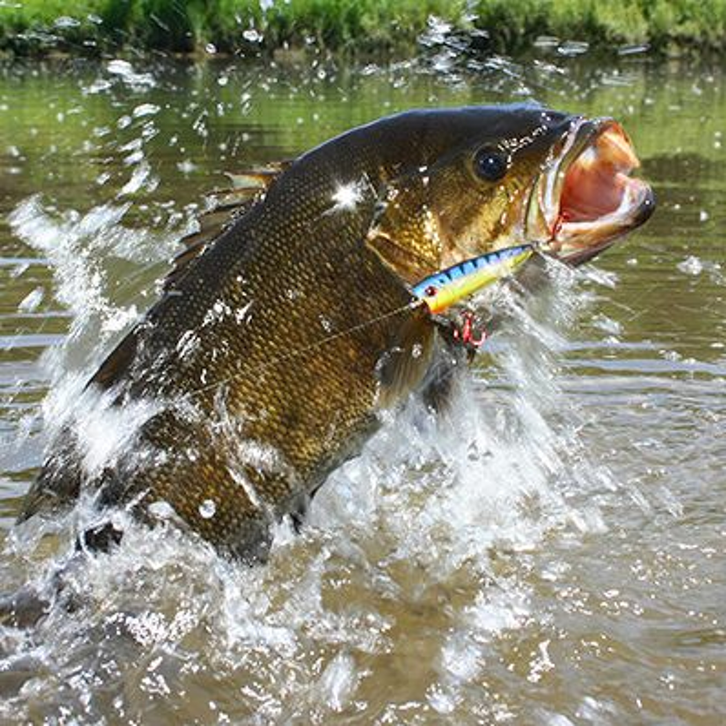 Fishing Report 08/31/17