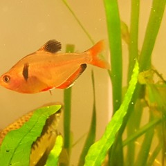 Aquariatek