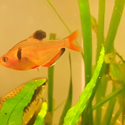 Aquariatek