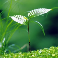 [Ns] Canabis - Thai Hai Mix