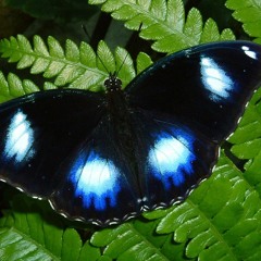Sungazer - Blue Moon Butterfly