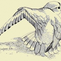 Praphet - Bird With No Wings