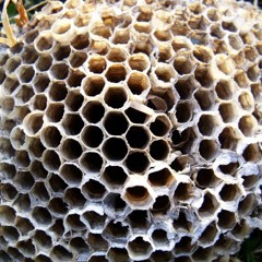 Empty Hive