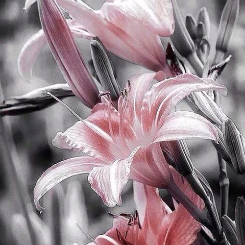 ~ Mystiq~  ;) 'True chaos comes from the garden of your soul;where the wild flowers grow'