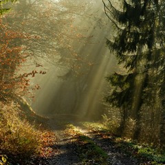 Shadow Player - Steppin Out