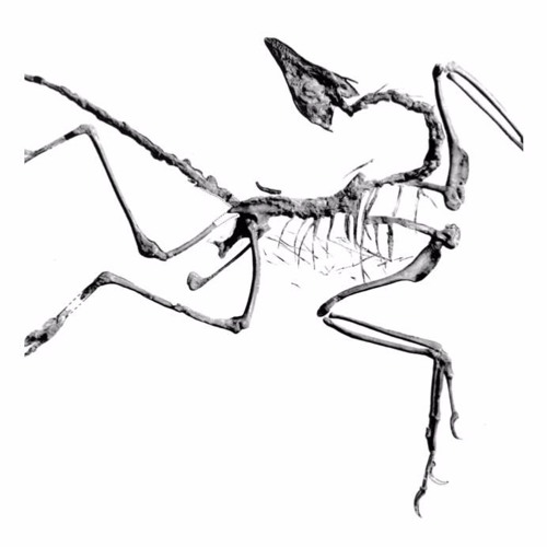Archaeopteryx