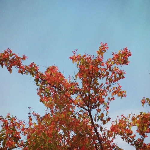 All The While (Youngr - Out Of My System remix)