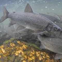 DikmegBLWhitefish