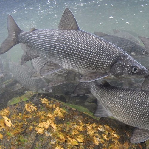 DikmegBLWhitefish