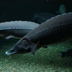 NmeBLSturgeon
