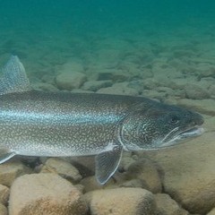 NmegosBLTrout