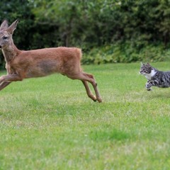 The Deer Trot