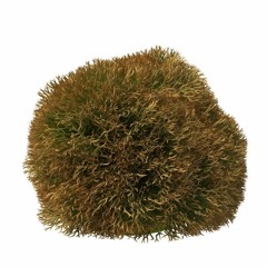 KAK HOW (KATE NV Remix)