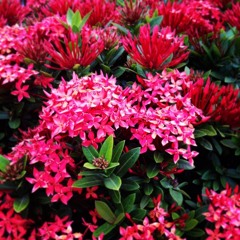 Say Something (a cover)