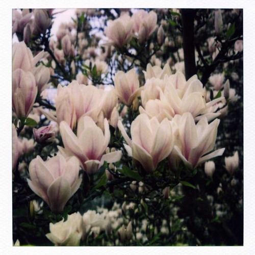 MAGNOLIA [Freestyle]