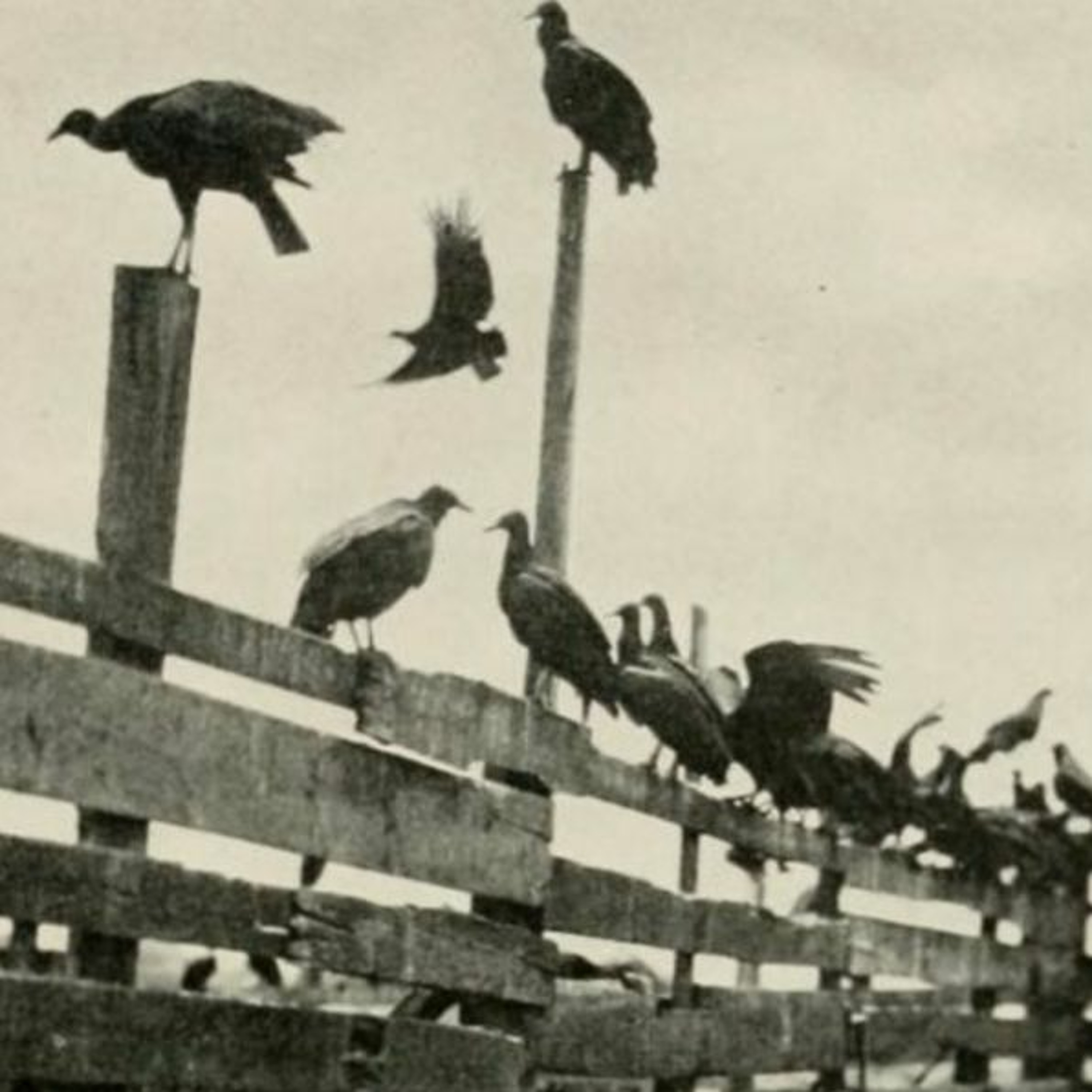 Episode 25: The Rise of the Urban Vultures - Charleston Time Machine