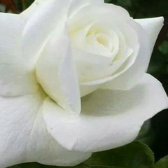 حَسُنَت مُستَقراً ومُقاما.🌸