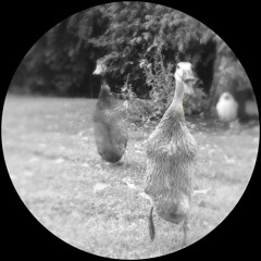 LX trx - Himmel, Mond & Enten!