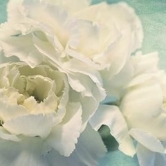 Kiep Sau Nguyen Lam Mot Doa Hoa - Nguy Tan Vu