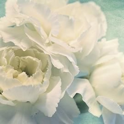 Kiep Sau Nguyen Lam Mot Doa Hoa - Nguy Tan Vu