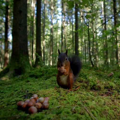 Ramontisches Treffen im Wald