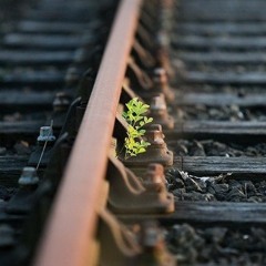 ~ إن أُريـدُ إلَّا الإصلَاحَ مـا استَّطعـت ~