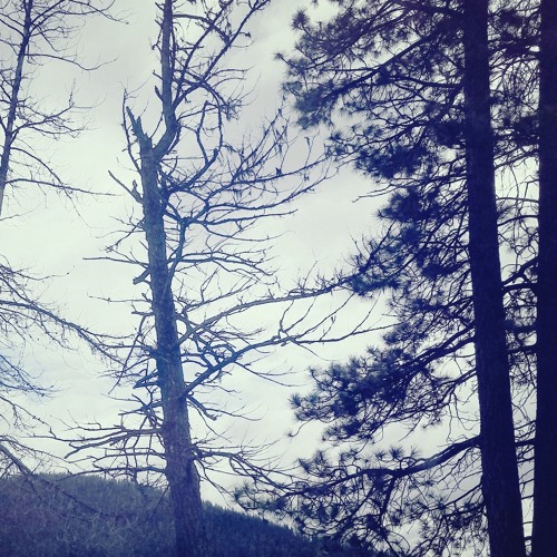 The Hordes of Nebulah (Darkthrone)