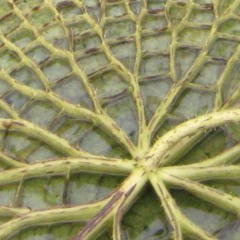 codex XIX (2017) for 10 improvising performers