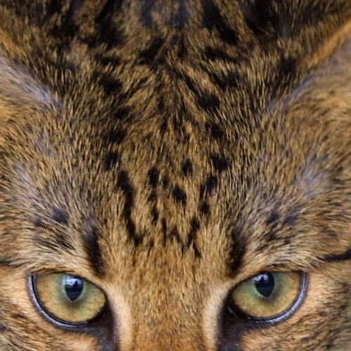 Saturday For Catz(infected ) (free download)