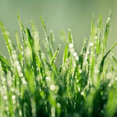 Bedtime with Babish: Leaves of Grass by Walt Whitman (Slower Read)