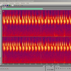 Tree crickets, Oecanthus sp.