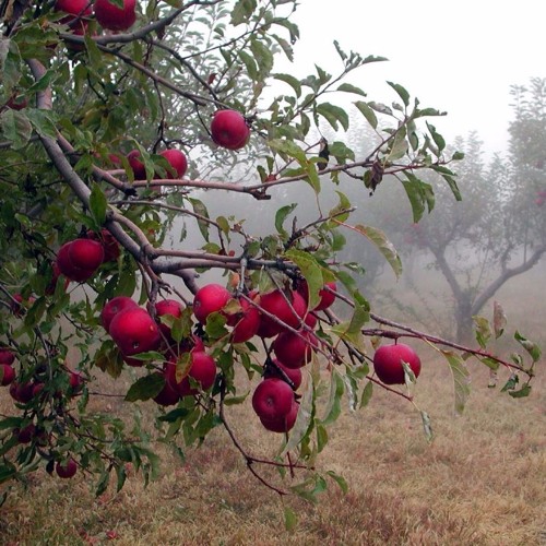 String Quartet: Avaloch