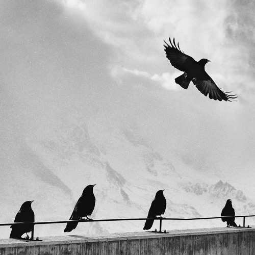 Stream Крила by Обійми Дощу / Obiymy Doschu Listen online for free on