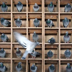 Pigeonholes