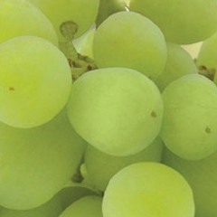grapes
