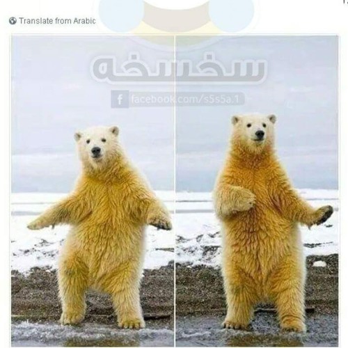 مهرجان الباب الجديد