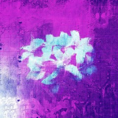 purple flowers