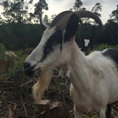 North Coast Goats Play "Blue Bayou"