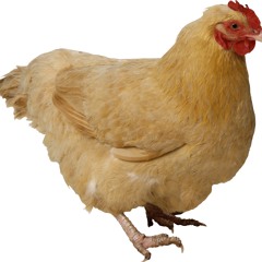 sick ass chicken beat