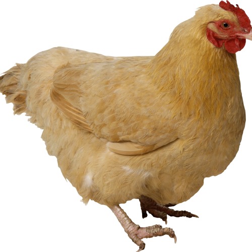 sick ass chicken beat