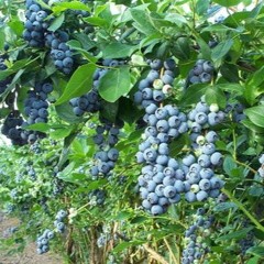 BURRY BUSH #1 (Riddim, Bass set)