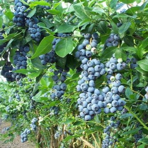 BURRY BUSH #1 (Riddim, Bass set)