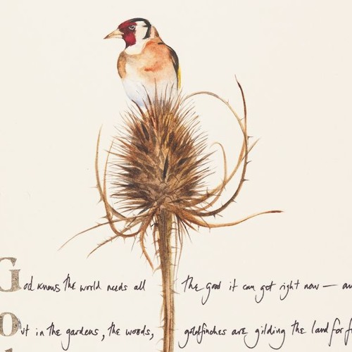 Stream Goldfinch, written by Robert Macfarlane, read by Jackie Morris
