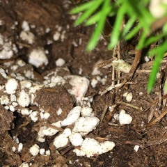 GDFX LIVE AT UNION POOL AUG 25 2017 (SIDE A)