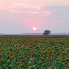 Live @ FreeMan Music Festival 2017