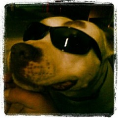 Dog Day Afternoon    produced by JAY FEHRMAN